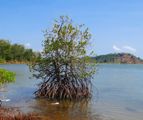 全國(guó)首個(gè)海洋領(lǐng)域溫室氣體減排項(xiàng)目落地